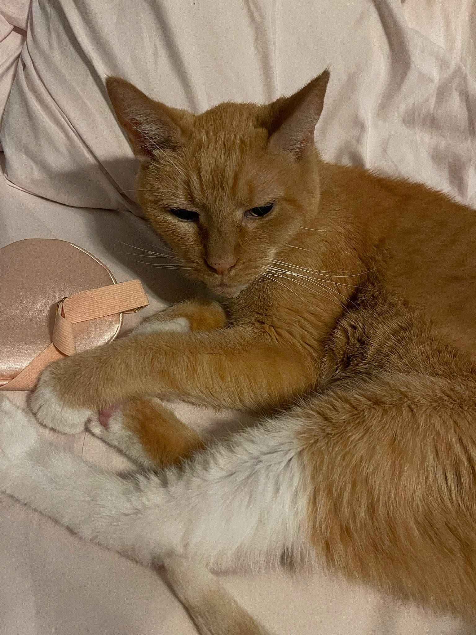 Lucky is registered to the contest to win money with this photo: carnivore, cat, claw, comfort, domestic_short_haired_cat, fawn, felidae, fur, linens, nap, paw, sitting, small_to_medium_sized_cats, snout, tail, terrestrial_animal, whiskers, wildlife