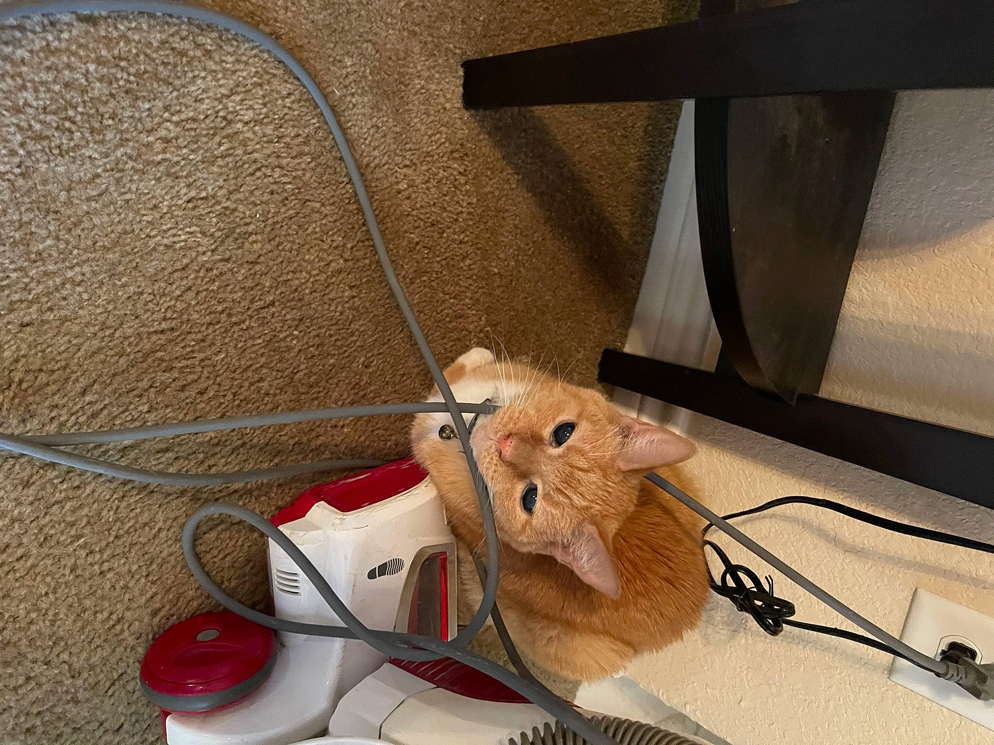 Lucky joined the competition — help win amazing prizes! audio_equipment, cable, carmine, electrical_network, electrical_supply, electrical_wiring, event, fashion_accessory, flooring, gadget, metal, plush, stuffed_toy, textile, thread, wire, wood