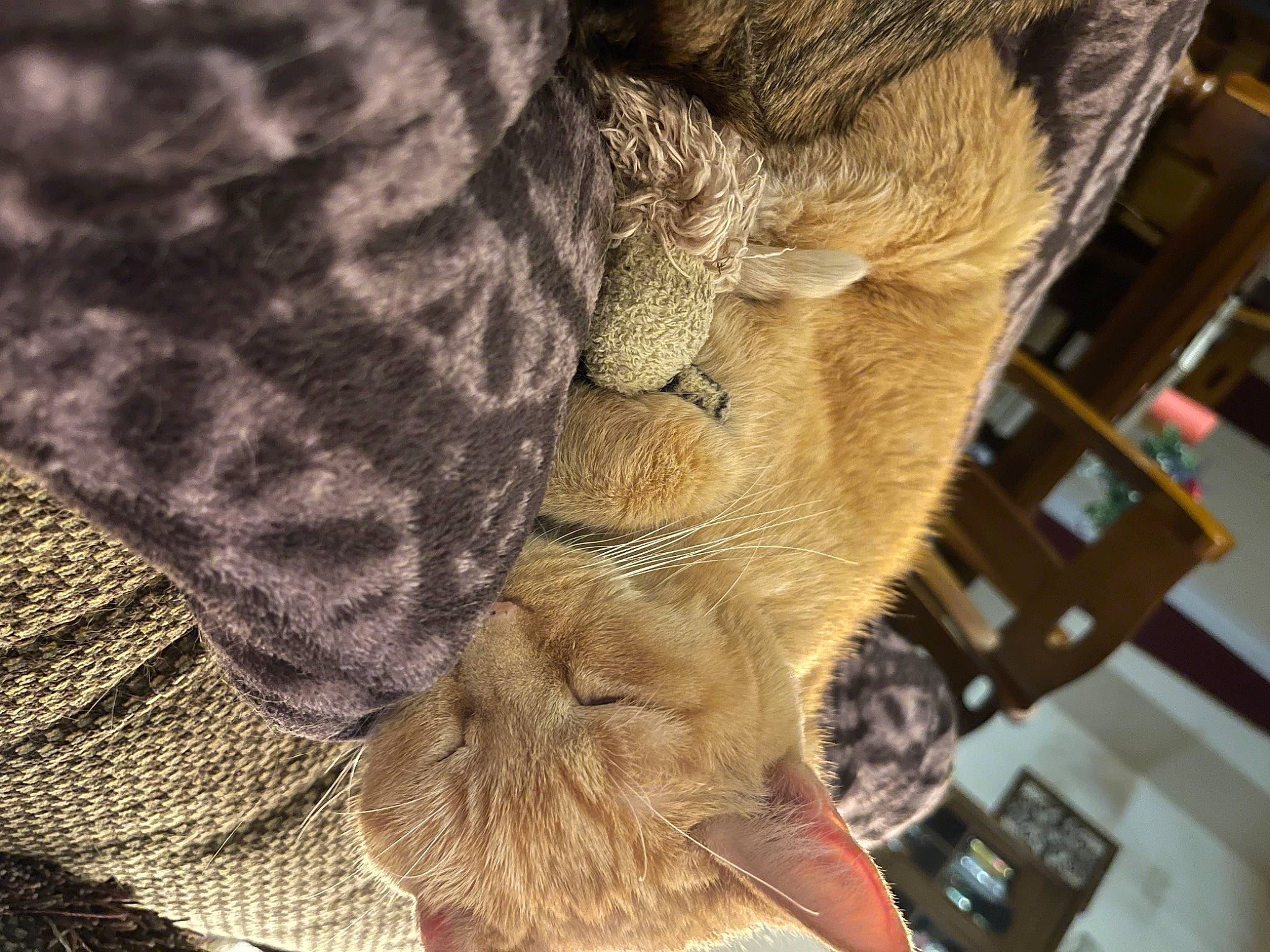 Lucky is registered to the contest to win money with this photo: companion_dog, dog_breed, domestic_short_haired_cat, fashion_accessory, fawn, felidae, foot, fur, gesture, human_leg, leg, pattern, paw, small_to_medium_sized_cats, snout, tail, tree, whiskers, wood, wool