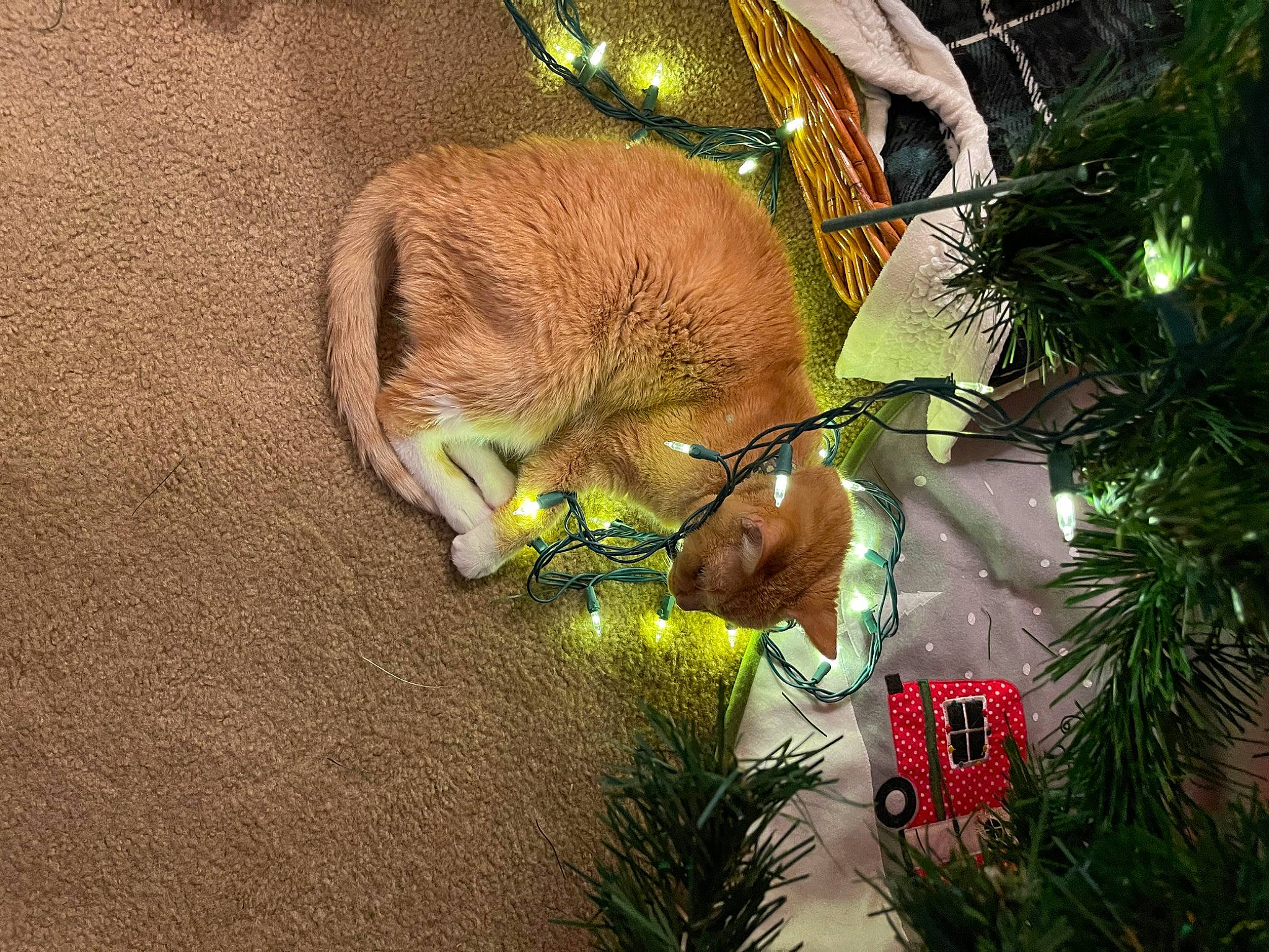 Lucky is registered to the contest to win money with this photo: christmas_ornament, christmas_tree, conifer, event, evergreen, fawn, felidae, fur, grass, holiday, holiday_ornament, natural_material, plant, snout, tail, terrestrial_animal, terrestrial_plant, twig, whiskers, wildlife