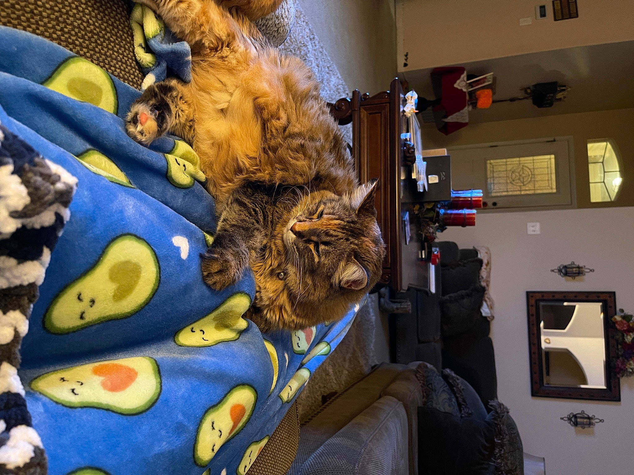 Jordan is registered to the contest to win money with this photo: art, event, felidae, fun, fur, fur_clothing, linens, pattern, picture_frame, plush, room, small_to_medium_sized_cats, stuffed_toy, toy, visual_arts, whiskers