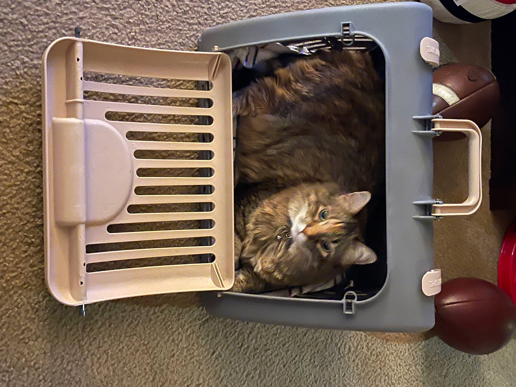 Jordan is registered to the contest to win money with this photo: art, automotive_lighting, bombay, carnivore, cat, felidae, fur, metal, rectangle, small_to_medium_sized_cats, tail, whiskers, wood