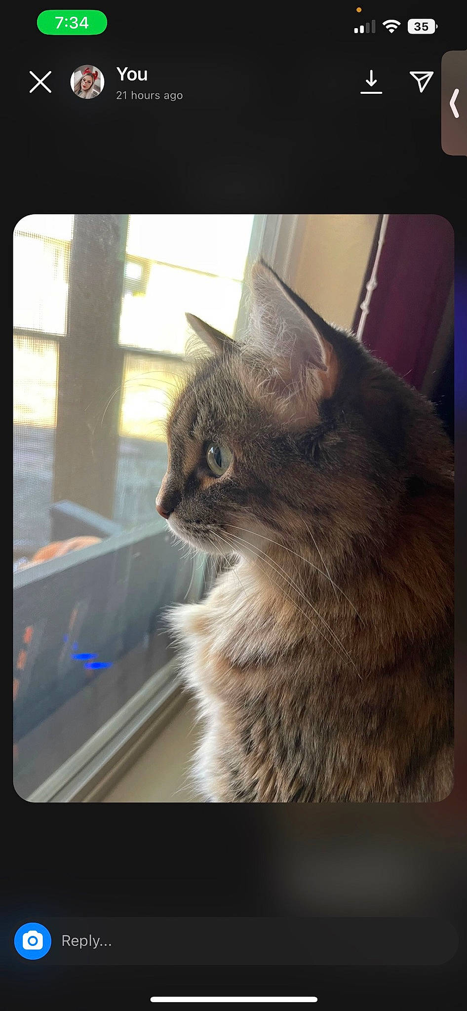 Jordan joined the competition — help win amazing prizes! automotive_window_part, carnivore, cat, domestic_short_haired_cat, felidae, fur, metal, paw, photo_caption, rectangle, small_to_medium_sized_cats, snout, square, tail, tints_and_shades, whiskers, window, windshield