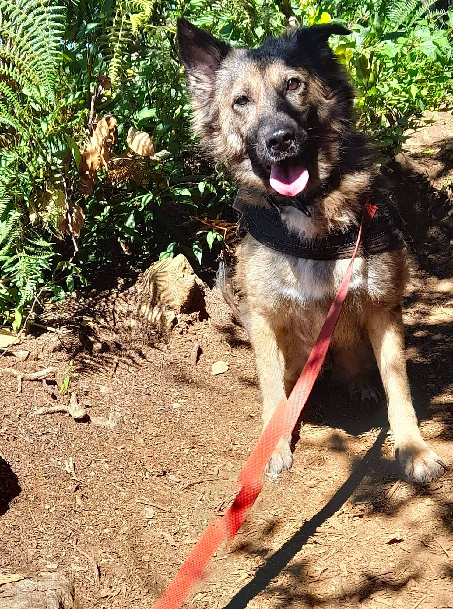 Ewok a rejoint le concours — aidez-le/la à gagner de superbes lots ! canidae, carnivore, collar, companion_dog, dog, dog_breed, dog_collar, leash, plant, soil, sporting_group, tail, terrestrial_plant, tracking_trial, working_animal, working_dog