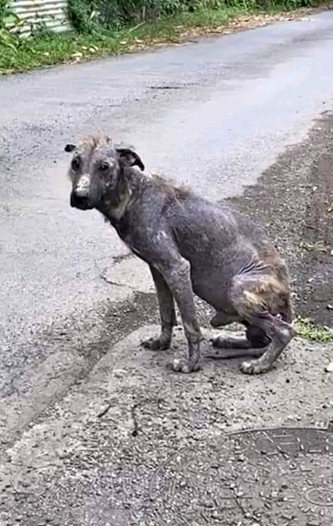 Ewok participe au concours pour gagner de l'argent avec cette photo : art, asphalt, canidae, carnivore, dog, dog_breed, fawn, livestock, metal, plant, road, road_surface, snout, soil, sporting_group, street_dog, tail, terrestrial_animal, wildlife, working_animal