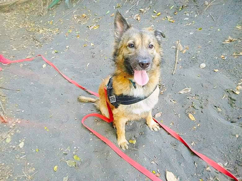 Ewok participe au concours pour gagner de l'argent avec cette photo : asphalt, canidae, carnivore, collar, companion_dog, dog, dog_breed, dog_collar, dog_supply, event, fawn, german_shepherd_dog, leash, paw, pet_supply, road_surface, snout, sporting_group, tail, terrier