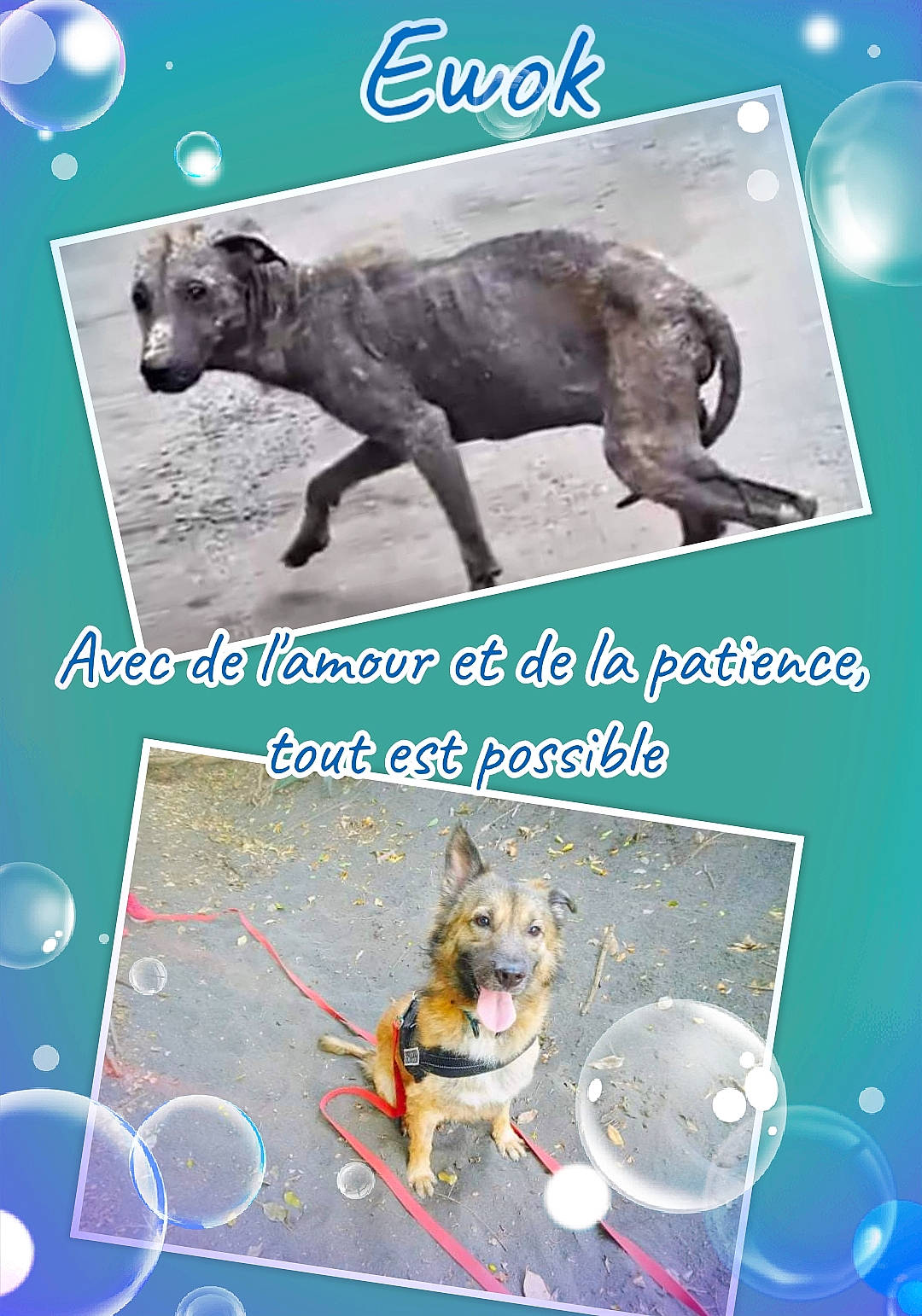 Ewok a rejoint le concours — aidez-le/la à gagner de superbes lots ! advertising, canidae, carnivore, collar, companion_dog, dog, dog_breed, dog_supply, font, liver, mammal, pet_supply, photo_caption, poster, snout, sporting_group, tail, terrestrial_animal, vertebrate, working_animal