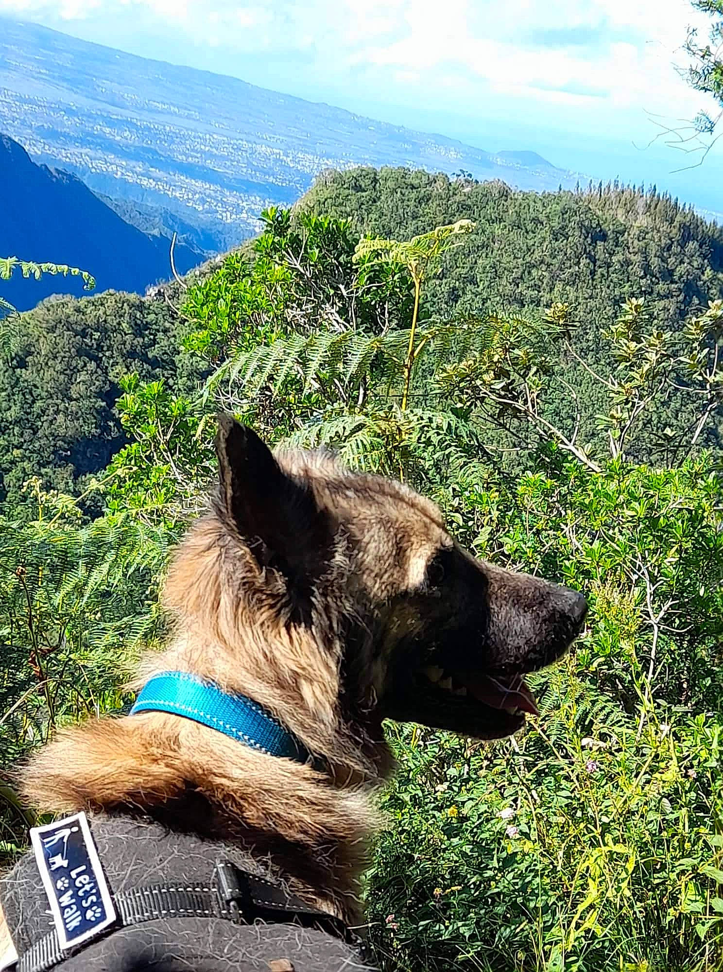 Ewok participe au concours pour gagner de l'argent avec cette photo : carnivore, cloud, collar, dog, dog_breed, fawn, grass, herding_dog, landscape, mountain, mountainous_landforms, natural_landscape, plant, sky, snout, summer, travel, tree, wilderness, working_animal