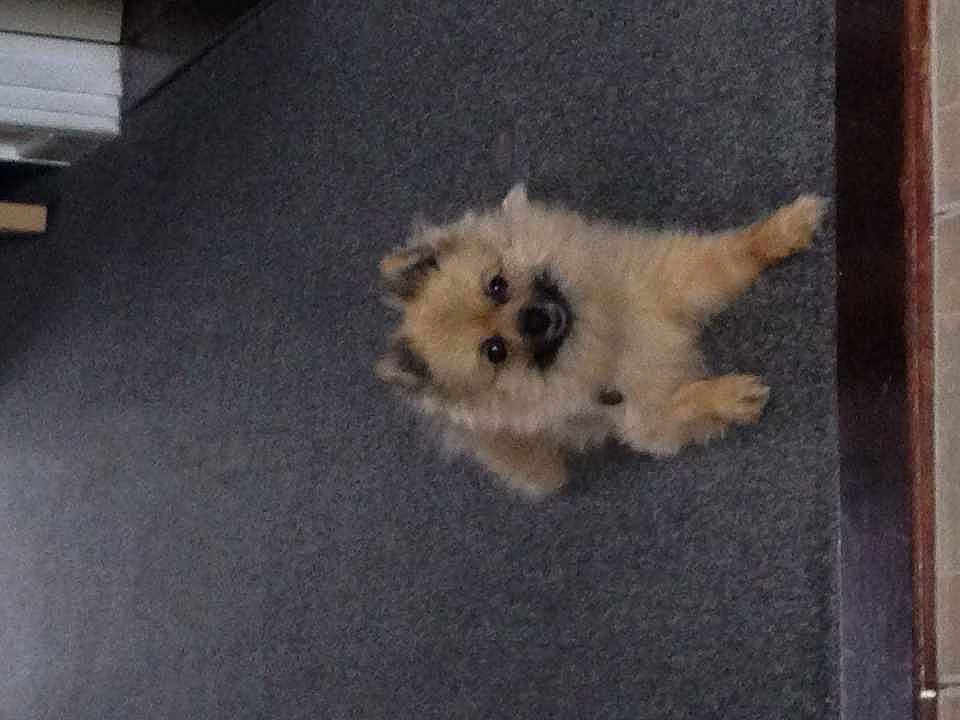 Peppa is registered to the contest to win money with this photo: