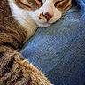 Mortimer a rejoint le concours — aidez-le/la à gagner de superbes lots ! cat, tabby, sleeping, paw, denim, lap, cozy, indoor, fur, pet, relaxed, white_paw, closeup, animal, feline, resting, peaceful, comfort, domestic_cat, soft_light