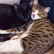 Mortimer participe au concours pour gagner de l'argent avec cette photo : cat, cats, black_cat, tabby_cat, pets, sleeping, snuggling, cozy, blanket, feline, indoor, resting, cute, animal, companion, fur, relaxing, cuddling, close_up, domestic