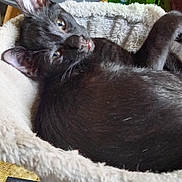 Blake participe au concours pour gagner de l'argent avec cette photo : black_cat, cat, pet, indoor, furniture, chair, cushion, bed, cozy, relaxed, tongue_out, looking_up, domestic_cat, animal, soft_texture, living_room, play_tunnel, fluffy_bed, resting, cute