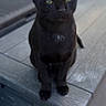 cat, black_cat, animal, pet, feline, green_eyes, sitting, wooden_surface, outdoor, portrait, cute, domestic_cat, closeup, whiskers, ears, fur, looking, alone, soft_focus, natural_light