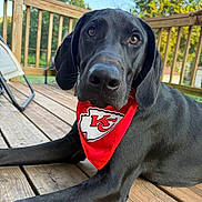 Jet joined the competition — help win amazing prizes! dog, black_dog, bandana, red_bandana, outdoor, deck, wooden_deck, pet, canine, close_up, portrait, ears, snout, fur, animal, summer, sunlight, greenery, sky, relaxed