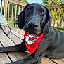 dog, black_dog, bandana, red_bandana, outdoor, deck, wooden_deck, pet, canine, close_up, portrait, ears, snout, fur, animal, summer, sunlight, greenery, sky, relaxed