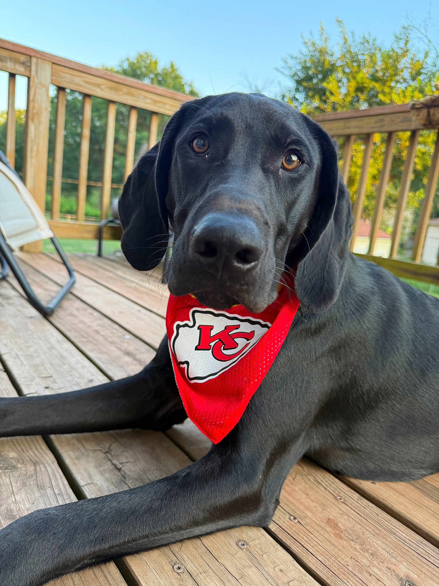 Jet joined the competition — help win amazing prizes! dog, black_dog, bandana, red_bandana, outdoor, deck, wooden_deck, pet, canine, close_up, portrait, ears, snout, fur, animal, summer, sunlight, greenery, sky, relaxed