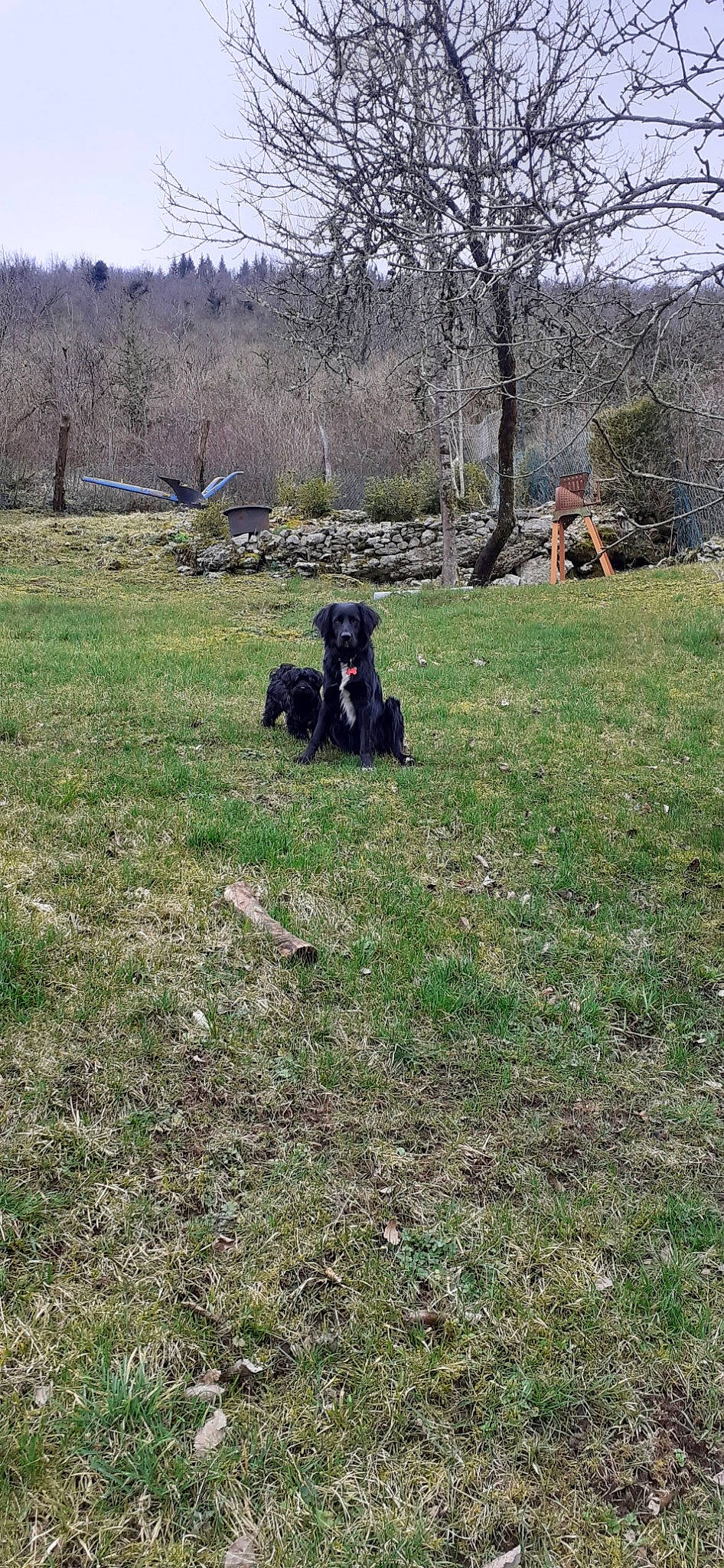 Nebule a rejoint le concours — aidez-le/la à gagner de superbes lots ! border_collie, canidae, carnivore, dog, dog_breed, grass, guard_dog, hunting_dog, lawn, non_sporting_group, pasture, sporting_group, terrier, working_dog