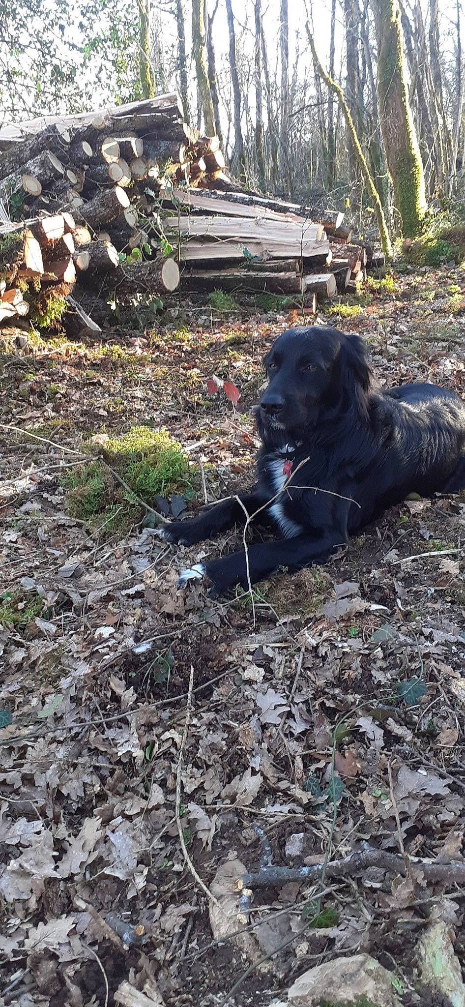 Nebule participe au concours pour gagner de l'argent avec cette photo : canidae, carnivore, dog, dog_breed, flat_coated_retriever, sporting_group