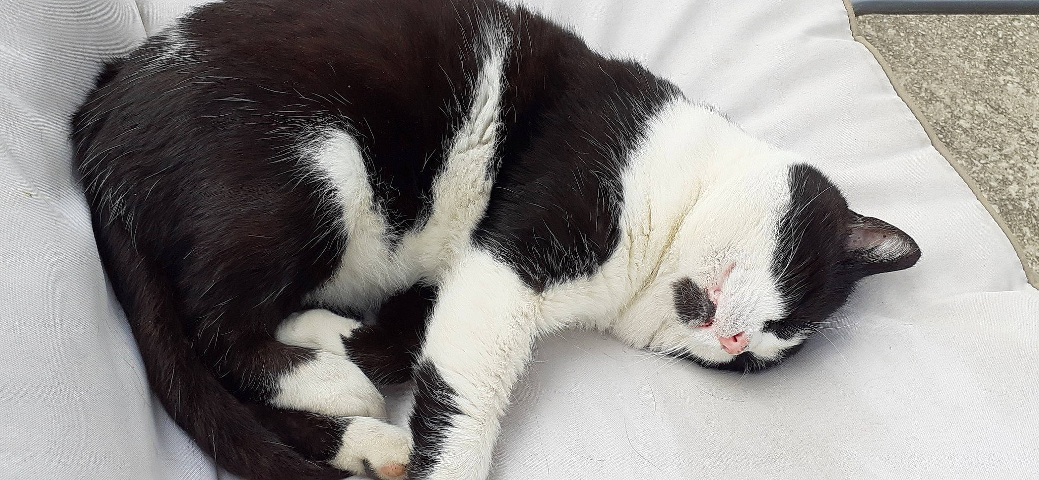 Felix participe au concours pour gagner de l'argent avec cette photo : american_wirehair, black_and_white, carnivore, cat, domestic_short_haired_cat, felidae, fur, japanese_bobtail, mammal, nap, paw, polydactyl_cat, small_to_medium_sized_cats, snout, tail, vertebrate, whiskers