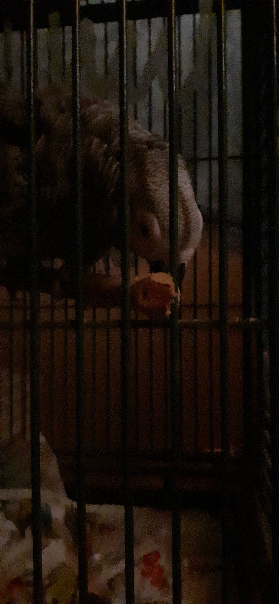 Benga a rejoint le concours — aidez-le/la à gagner de superbes lots ! animal_shelter, cage, iron, metal, pet_supply, zoo