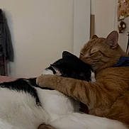 Octane is registered to the contest to win money with this photo: cat, cats, orange_cat, black_and_white_cat, cuddling, hugging, pet, feline, fur, cozy, indoor, resting, sleeping, cute, animal, friendship, affection, close_up, soft_light, domestic