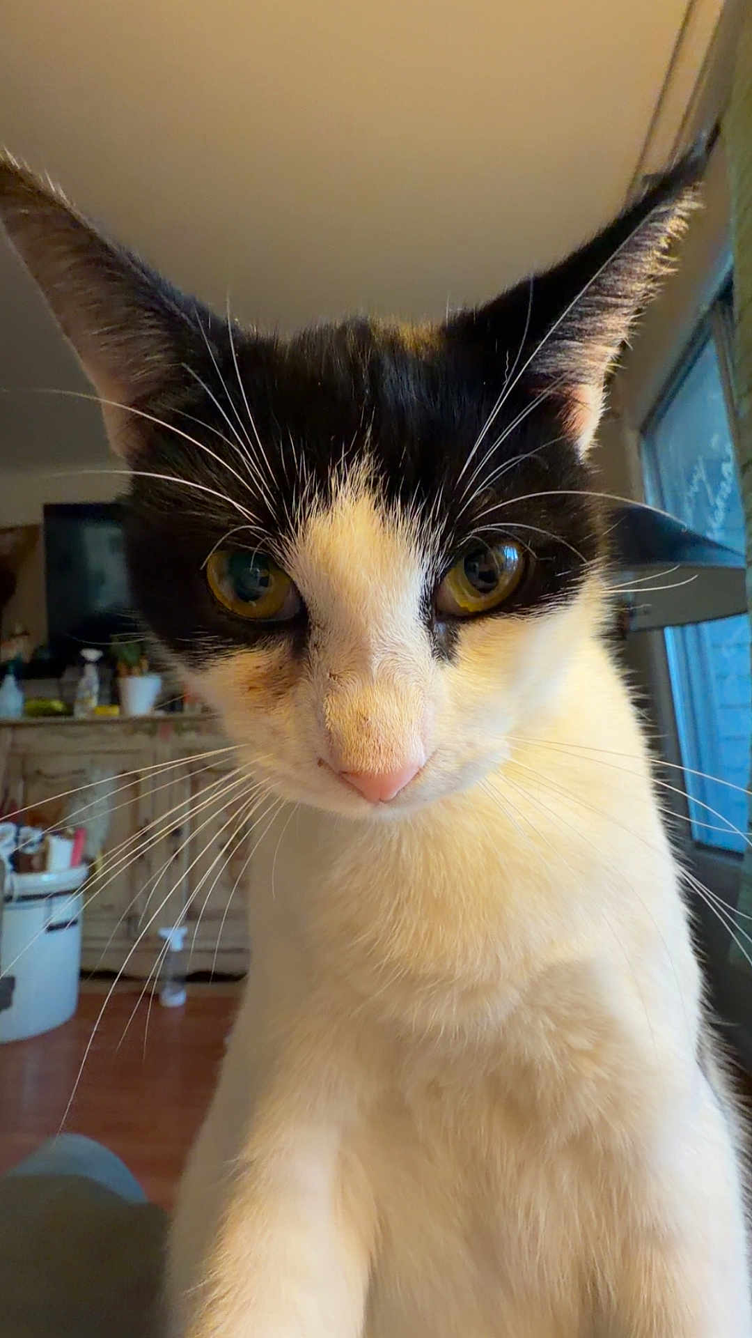 Ghost is registered to the contest to win money with this photo: cat, black_and_white, whiskers, indoor, pet, animal, close_up, curious, yellow_eyes, fur, window, household, furniture, domestic, mammal, portrait, cute, looking, face, nose