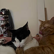 Ghost joined the competition — help win amazing prizes! cat, cats, black_and_white_cat, orange_tabby_cat, indoor, cuddle, pets, feline, closeup, cozy, animal, mammal, licking, affection, resting, fur, whiskers, cute, companion, domestic