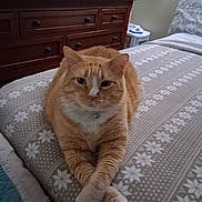Bruce joined the competition — help win amazing prizes! animal, bed, bedspread, cat, collar, cozy, crossed_paws, cute, domestic_cat, dresser, feline, furniture, household_items, indoor, orange_tabby, patterned_blanket, pet, relaxed, resting, white_paws