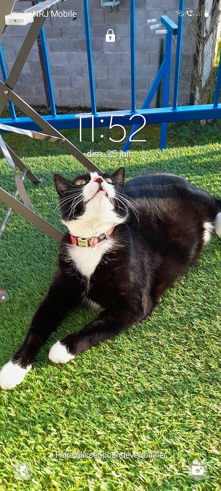 Candy a rejoint le concours — aidez-le/la à gagner de superbes lots ! blue, canidae, carnivore, cat, collar, dog_breed, domestic_short_haired_cat, eye, felidae, fur, grass, lawn, paw, plant, small_to_medium_sized_cats, snout, sporting_group, tail, terrestrial_animal, whiskers