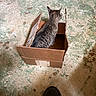 Sassy is registered to the contest to win money with this photo: animal, box, brown, cardboard, cardboard_box, cat, curious, ear, floor, footwear, gray, indoor, paw, pet, shadow, shoe, sitting, striped, tabby, texture