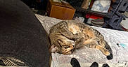 Sassy is registered to the contest to win money with this photo: animal, bed, blanket, box, cat, cozy, domestic, fur, furniture, household_items, indoor, paws, pet, playful, relaxed, resting, room, shelf, soft, tabby_cat