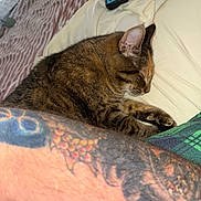 Sassy joined the competition — help win amazing prizes! arm, bed, cat, closeup, cozy, feline, fur, human, indoor, pet, pillow, plaid, relaxing, resting, skin, sleeping, striped, tabby_cat, tablet, tattoo