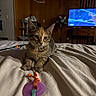 Sassy joined the competition — help win amazing prizes! animal, bed, blanket, cat, closeup, cozy, curious, domestic, fan, furniture, home, indoor, kitten, pet, playful, relaxed, tabby, television, toy, wood_paneling