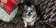 Munchie joined the competition — help win amazing prizes! blanket, couch, cozy, decor, dog, fabric, floor, footwear, furniture, helmet, home, indoor, patterned, pet, pillow, plaid, relaxed, small_dog, sports, tile_floor