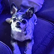 Munchie joined the competition — help win amazing prizes! animal, blue_light, canine, companion, couch, cute, dog, domestic_animal, ears, fur, furniture, home, indoor, living_room, looking_up, pet, purple_light, relaxing, resting, small_dog