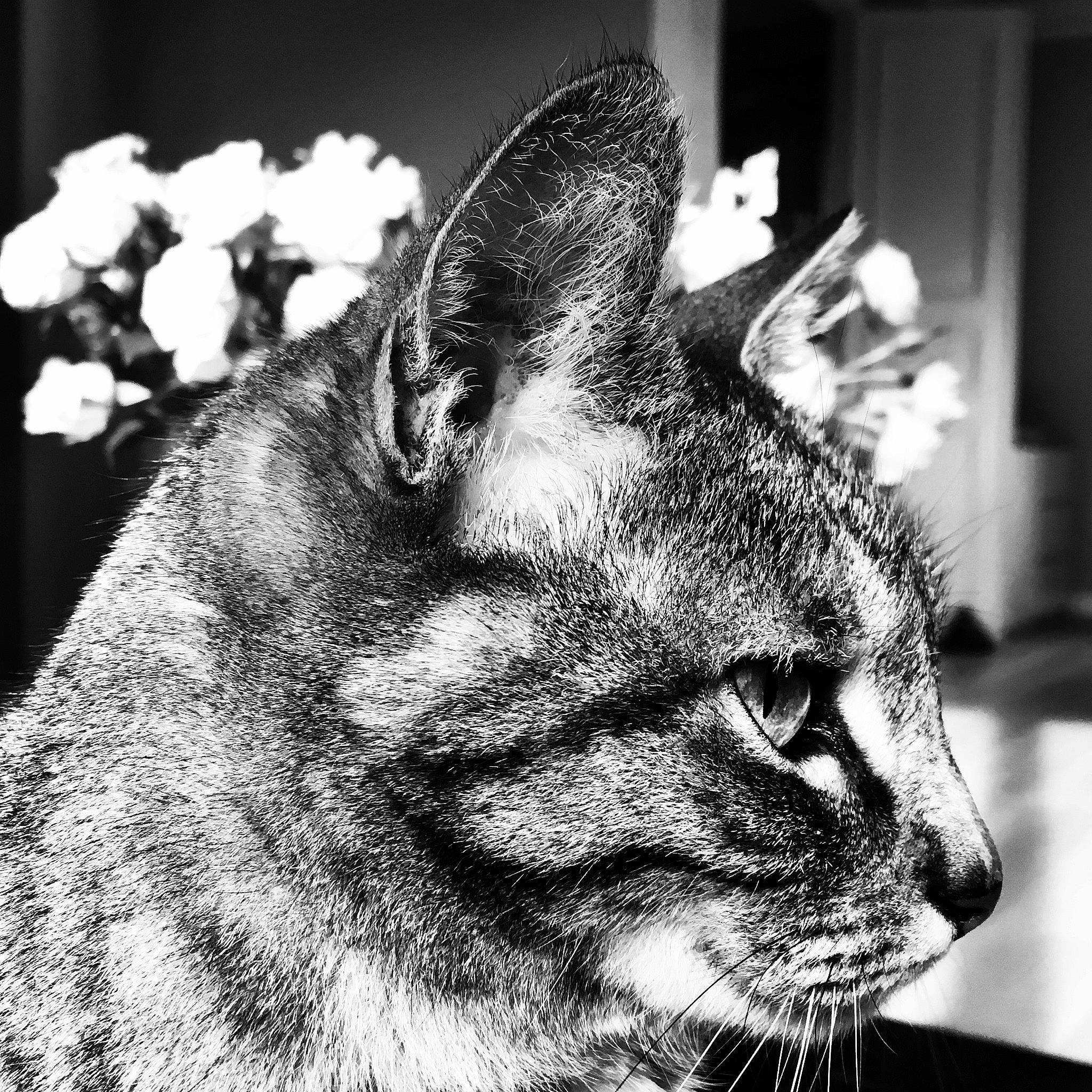 Nougat a rejoint le concours — aidez-le/la à gagner de superbes lots ! asian, black_and_white, carnivore, cat, chausie, close_up, domestic_short_haired_cat, ear, eye, felidae, fur, mammal, monochrome, monochrome_photography, photography, small_to_medium_sized_cats, snapshot, snout, tabby_cat, whiskers