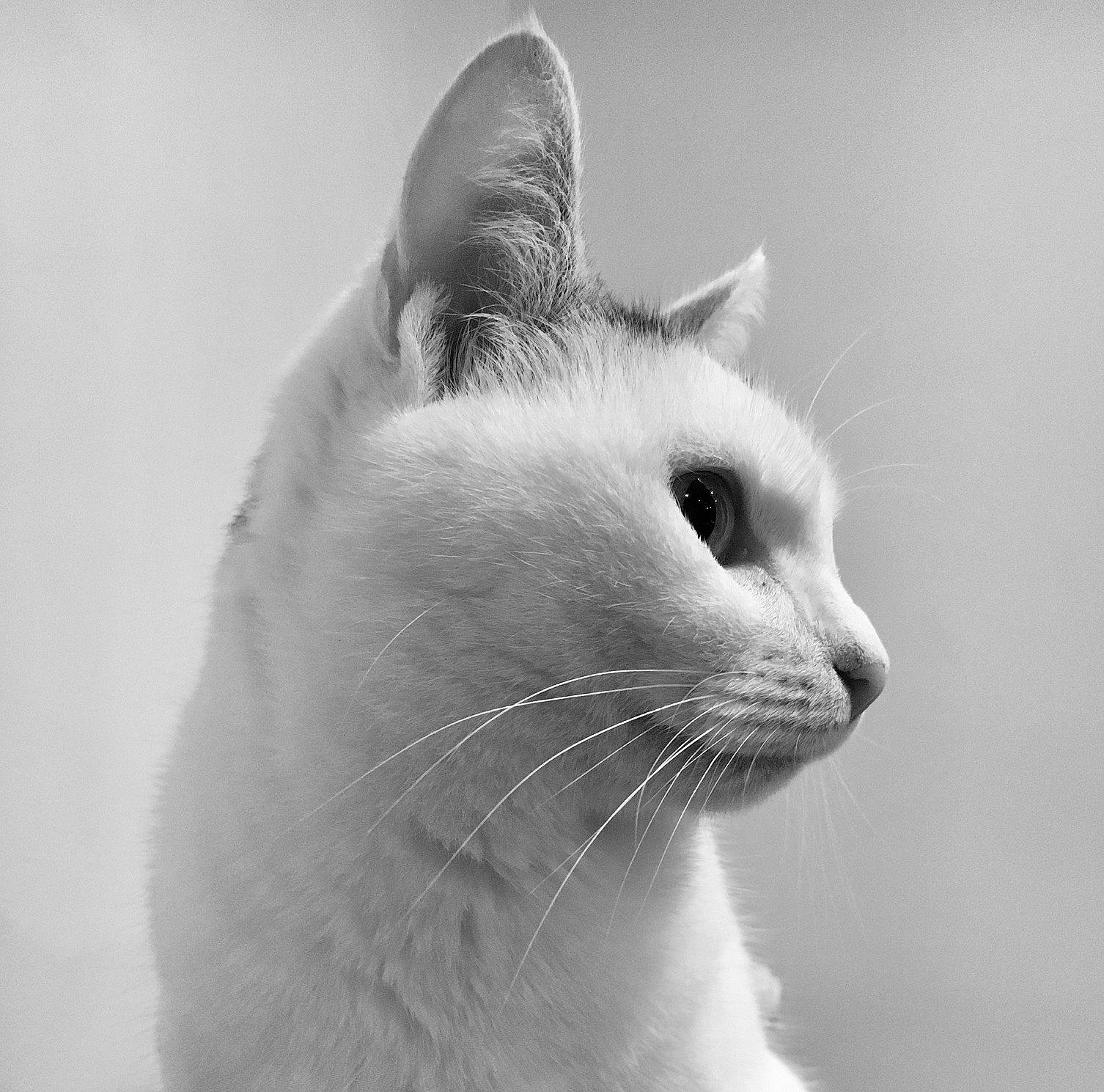 Miyuki a rejoint le concours — aidez-le/la à gagner de superbes lots ! asian, black, black_and_white, carnivore, cat, domestic_short_haired_cat, eye, felidae, fur, mammal, monochrome, monochrome_photography, nose, ojos_azules, photography, small_to_medium_sized_cats, snout, turkish_angora, whiskers, white