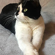 Romynnette a rejoint le concours — aidez-le/la à gagner de superbes lots ! cat, black_and_white, green_eyes, whiskers, paws, lying_down, pet, feline, indoor, blanket, soft_texture, focused_gaze, relaxed, fur, closeup, animal, cute, domestic, resting, portrait