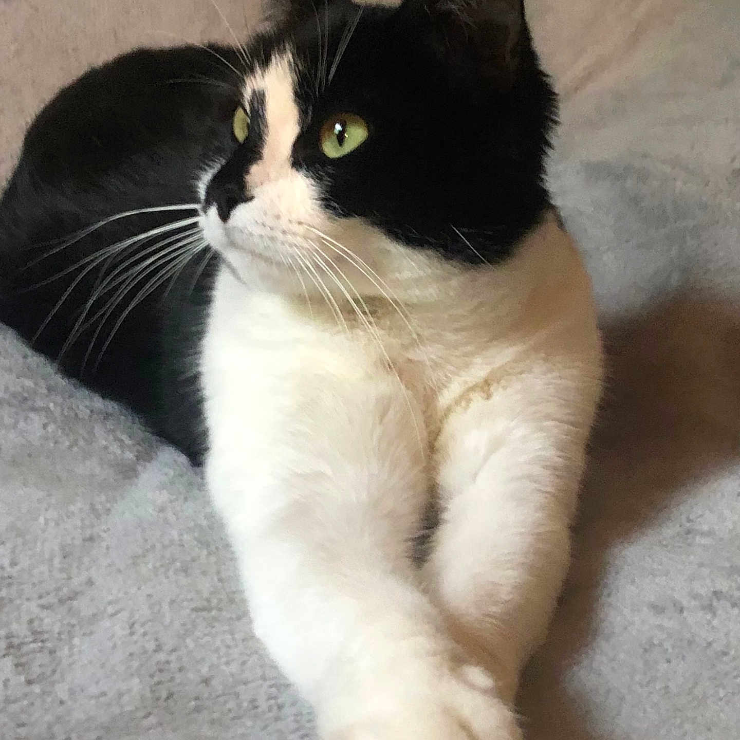 Romynnette a rejoint le concours — aidez-le/la à gagner de superbes lots ! animal, black_and_white, blanket, cat, closeup, cute, domestic, feline, focused_gaze, fur, green_eyes, indoor, lying_down, paws, pet, portrait, relaxed, resting, soft_texture, whiskers