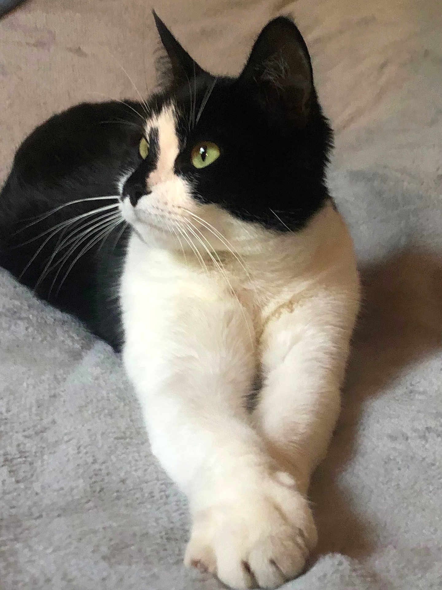 Romynnette a rejoint le concours — aidez-le/la à gagner de superbes lots ! cat, black_and_white, green_eyes, whiskers, paws, lying_down, pet, feline, indoor, blanket, soft_texture, focused_gaze, relaxed, fur, closeup, animal, cute, domestic, resting, portrait