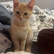 Biscotte participe au concours pour gagner de l'argent avec cette photo : cat, kitten, ginger_cat, pet, indoor, bed, blanket, cozy, fur, cute, animal, curious, feline, soft, young, domestic_cat, resting, looking, ears, whiskers