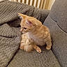 Biscotte a rejoint le concours — aidez-le/la à gagner de superbes lots ! kitten, cat, orange_tabby, pet, feline, cozy, blanket, couch, indoor, fur, whiskers, curious, cute, small_animal, sitting, domestic_animal, furniture, relaxed, soft_texture, side_view