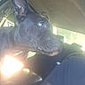 Boe is registered to the contest to win money with this photo: dog, black_dog, pet, animal, canine, close_up, portrait, car, vehicle, interior, passenger, seat, sunlight, glare, window, ears, muzzle, eyes, driving, outdoor