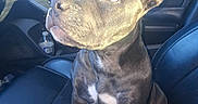 Boe is registered to the contest to win money with this photo: dog, canine, gray_fur, short_hair, pointed_ears, white_chest, sitting, passenger_seat, car, vehicle_interior, road_trip, pet, animal_portrait, looking_up, snout, collar, leather_seats, daylight, photography, indoor