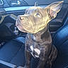 dog, canine, gray_fur, short_hair, pointed_ears, white_chest, sitting, passenger_seat, car, vehicle_interior, road_trip, pet, animal_portrait, looking_up, snout, collar, leather_seats, daylight, photography, indoor