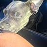 Boe joined the competition — help win amazing prizes! dog, hairless_dog, pet, animal, close_up, sleeping, closed_eyes, large_ears, wrinkled_face, gray_dog, car, car_window, vehicle, indoor, night, flash_photography, portrait, snout, relaxed, funny