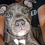Boe is registered to the contest to win money with this photo: puppy, dog, gray_dog, pit_bull, portrait, close_up, wide_eyes, floppy_ears, white_chest, short_fur, sitting, person, arms, lap, indoor, pet, canine, adorable, serious_expression, photography
