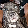 puppy, dog, gray_dog, pit_bull, portrait, close_up, wide_eyes, floppy_ears, white_chest, short_fur, sitting, person, arms, lap, indoor, pet, canine, adorable, serious_expression, photography