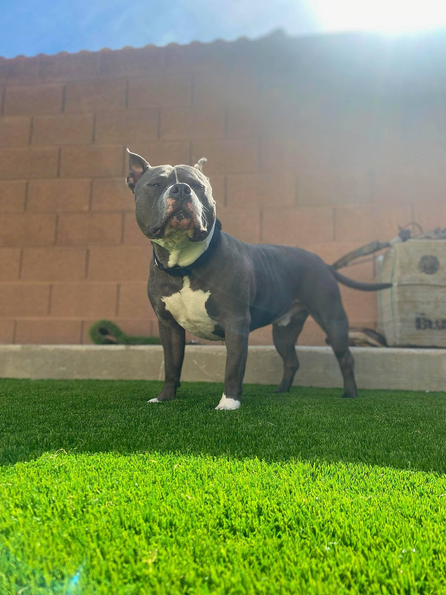 Tommy is registered to the contest to win money with this photo: canidae, carnivore, companion_dog, dog, dog_breed, fawn, flooring, grass, lawn, mammal, molosser, plant, sky, snout, sporting_group, tail, terrestrial_animal, toy_dog, working_animal, working_dog