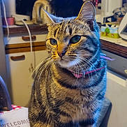 Mimine participe au concours pour gagner de l'argent avec cette photo : cat, tabby_cat, pet, indoor, kitchen, collar, animal, feline, whiskers, table, domestic, household, blurred_background, black_cat, fur, cute, sitting, closeup, domestic_animal, looking_away